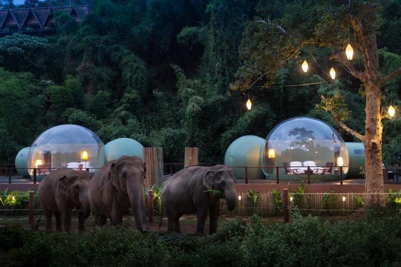 絕美泰國祕境！入住「雨林泡泡」貼近觀看可愛大象漫步