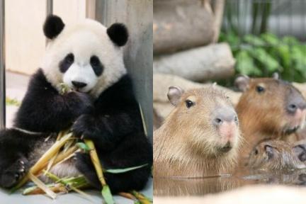 宅在家也能逛動物園！「沒人氣動物園」直播上線：水豚君厭世啃草、熊貓吃播萌翻天