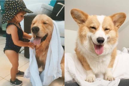 你也有「狗狗臉」嗎？韓網爆紅測驗：從生日看出代表的犬種和性格特質，黃金獵犬最善良、可愛
