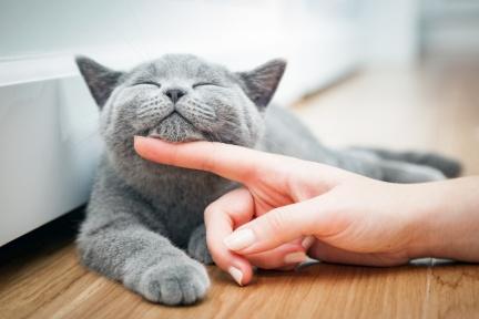 吸貓也能療癒人心？貓奴們愛上的味道：讓你找回安心感和填補心理的孤獨