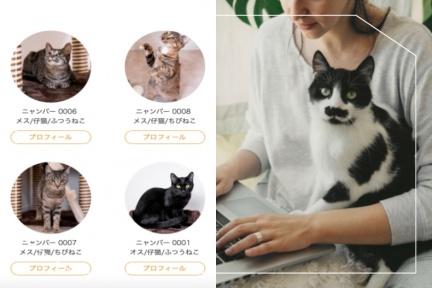 手機一鍵訂閱？日本浪貓組織推「月付88元領養貓」隨時退訂方案惹議