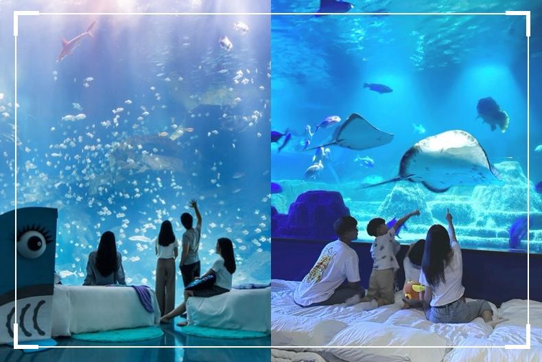 全台4家星級夜宿水族館推薦：一泊三食吃到飽與南極企鵝、海豚一同入睡