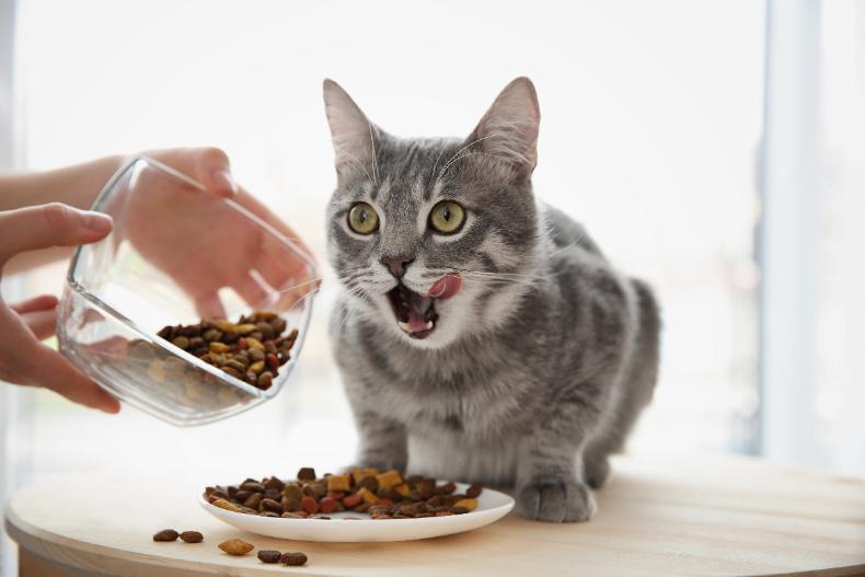 貓貓飲食大公開！盤點15大貓咪可以吃的「人類食物」，哈密瓜、雞蛋都可以吃