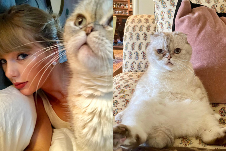泰勒絲的愛貓Olivia Benson身價最高，估計高達9700萬美金